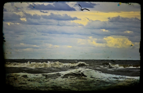 a seagull flying over the gulf of mexico off south padre island, tx